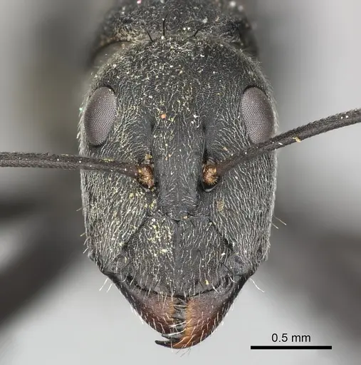 Camponotus eugeniae specimen CASENT0235833 image casent0235833_2