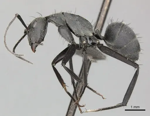 Camponotus eugeniae specimen CASENT0235833 image casent0235833_3