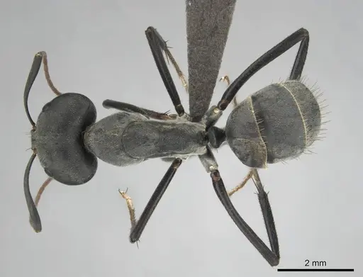 Camponotus eugeniae specimen CASENT0254075 image casent0254075_1