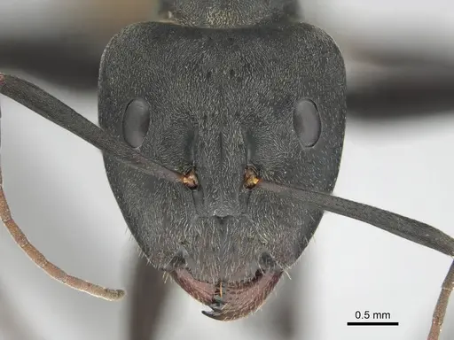 Camponotus eugeniae specimen CASENT0254075 image casent0254075_2