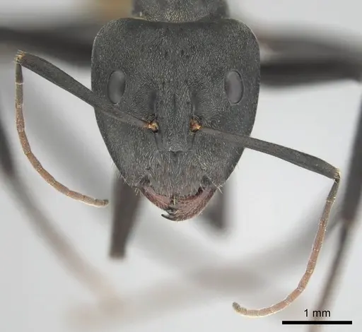 Camponotus eugeniae specimen CASENT0254075 image casent0254075_3
