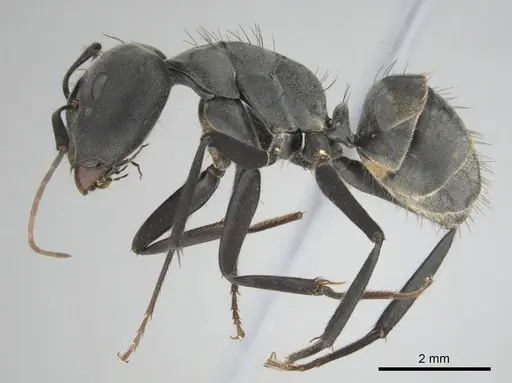 Camponotus eugeniae specimen CASENT0254075 image casent0254075_4