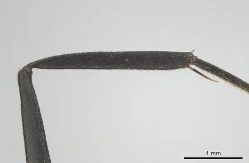 Camponotus eugeniae specimen CASENT0254075 image casent0254075_5