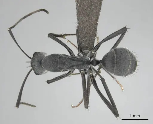 Camponotus eugeniae specimen CASENT0255992 image casent0255992_1