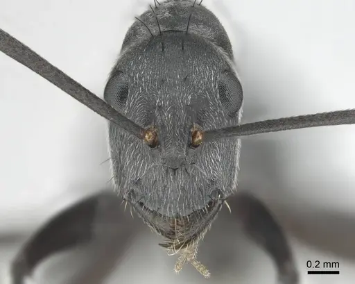 Camponotus eugeniae specimen CASENT0255992 image casent0255992_2