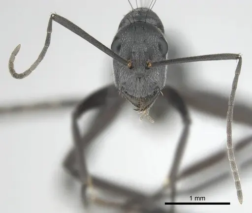 Camponotus eugeniae specimen CASENT0255992 image casent0255992_3