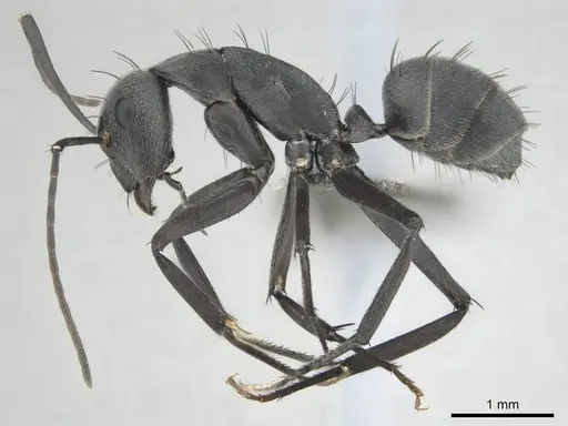 Camponotus eugeniae specimen CASENT0255992 image casent0255992_4