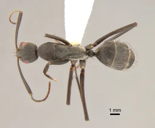 Camponotus eugeniae specimen CASENT0811282 image casent0811282_1