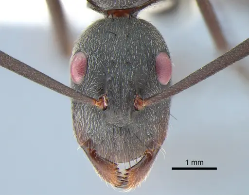Camponotus eugeniae specimen CASENT0811282 image casent0811282_2