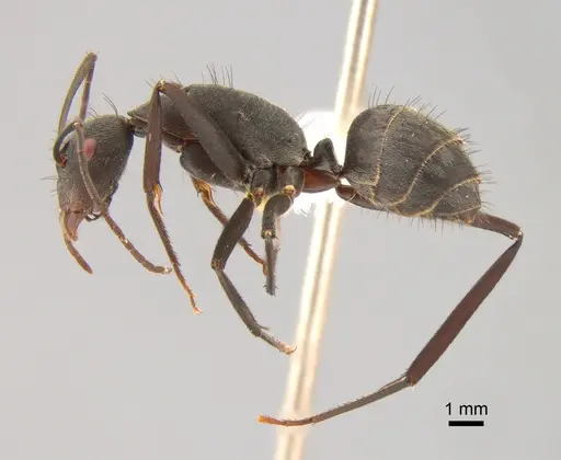 Camponotus eugeniae specimen CASENT0811282 image casent0811282_3