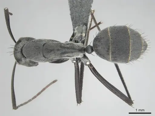 Camponotus eugeniae specimen CASENT0814427 image casent0814427_1