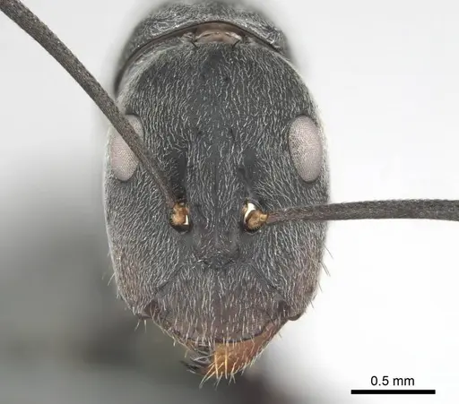 Camponotus eugeniae specimen CASENT0814427 image casent0814427_2
