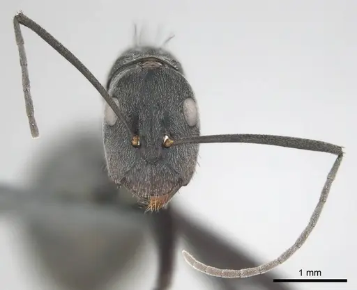 Camponotus eugeniae specimen CASENT0814427 image casent0814427_3