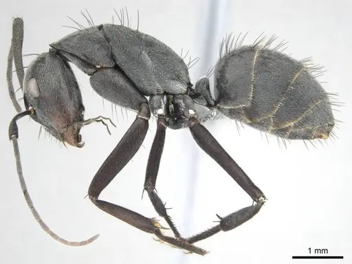 Camponotus eugeniae specimen CASENT0814427 image casent0814427_4