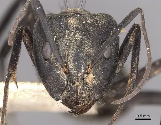 Camponotus eugeniae specimen CASENT0910316 image casent0910316_2