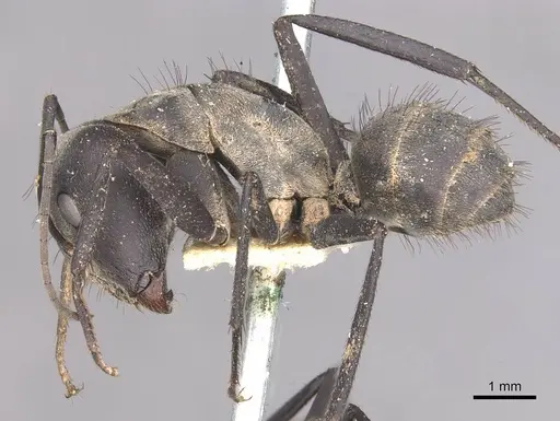 Camponotus eugeniae specimen CASENT0910316 image casent0910316_3