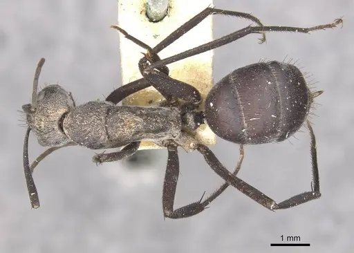 Camponotus eugeniae specimen CASENT0910317 image casent0910317_1