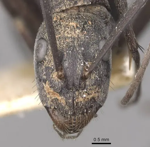 Camponotus eugeniae specimen CASENT0910317 image casent0910317_2