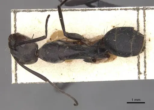 Camponotus eugeniae specimen CASENT0910318 image casent0910318_1