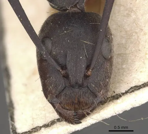 Camponotus eugeniae specimen CASENT0910318 image casent0910318_2