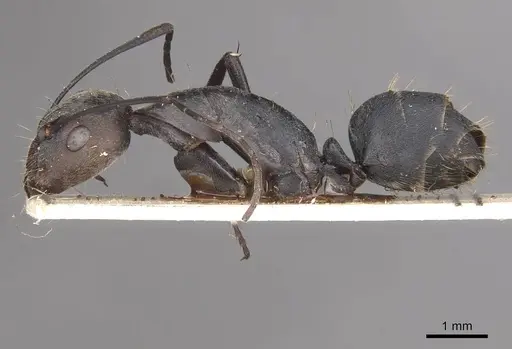 Camponotus eugeniae specimen CASENT0910318 image casent0910318_3