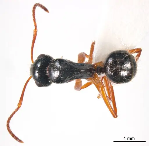 Camponotus evae specimen ANTWEB1008619 image antweb1008619_1