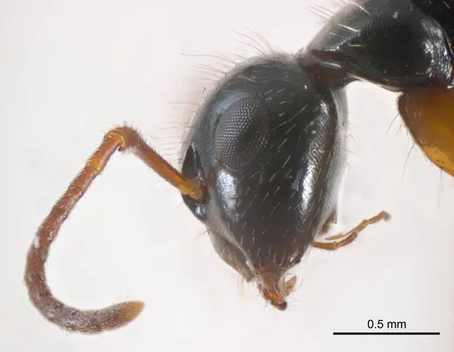Camponotus evae specimen ANTWEB1008619 image antweb1008619_3
