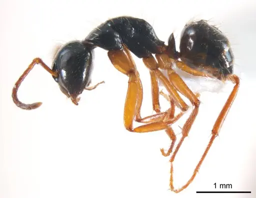 Camponotus evae specimen ANTWEB1008619 image antweb1008619_4