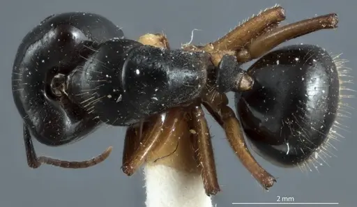 Camponotus evae specimen ANTWEB1041162 image antweb1041162_1