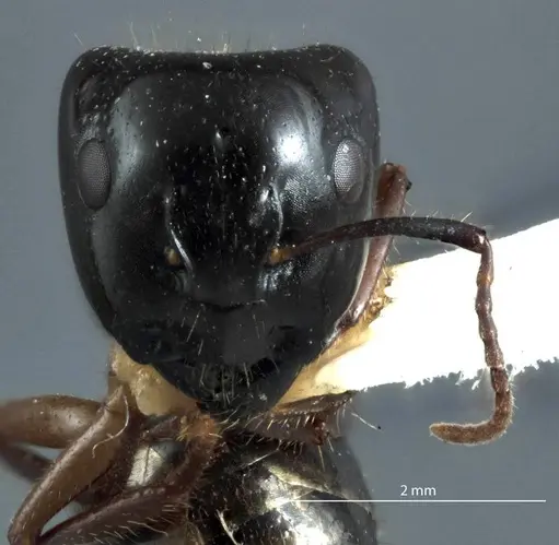 Camponotus evae specimen ANTWEB1041162 image antweb1041162_2