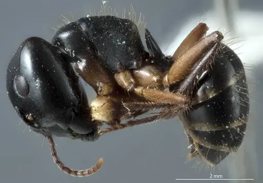 Camponotus evae specimen ANTWEB1041162 image antweb1041162_3