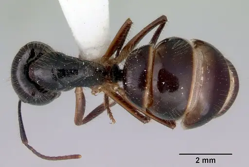 Camponotus evae specimen CASENT0172145 image casent0172145_1