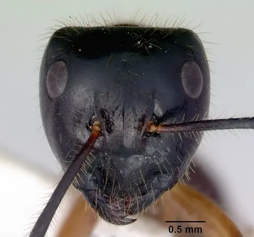 Camponotus evae specimen CASENT0172145 image casent0172145_2