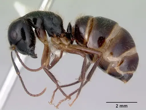 Camponotus evae specimen CASENT0172145 image casent0172145_3