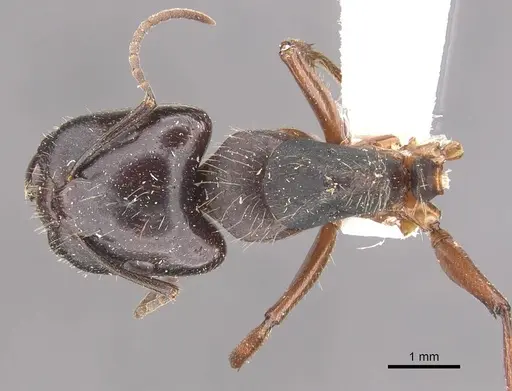 Camponotus evae specimen CASENT0910376 image casent0910376_1