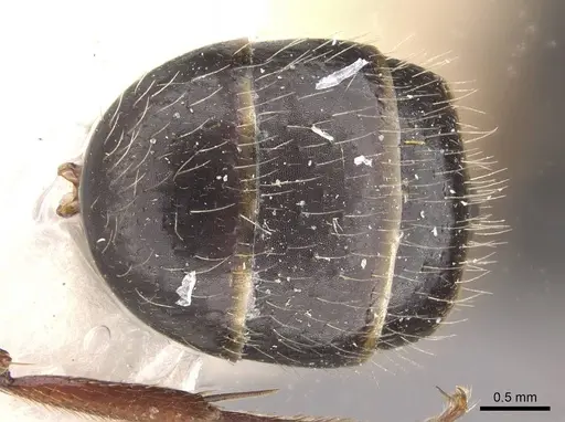 Camponotus evae specimen CASENT0910376 image casent0910376_2