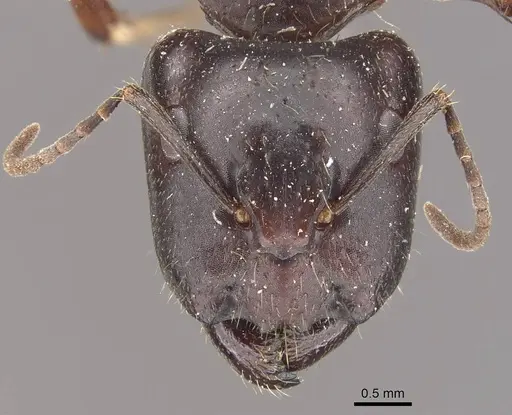 Camponotus evae specimen CASENT0910376 image casent0910376_3