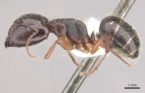 Camponotus evae specimen CASENT0910376 image casent0910376_4