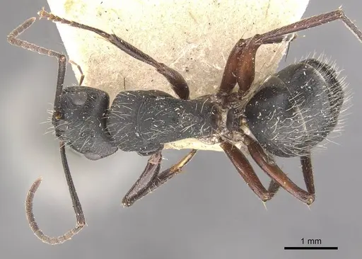 Camponotus evae specimen CASENT0910377 image casent0910377_1