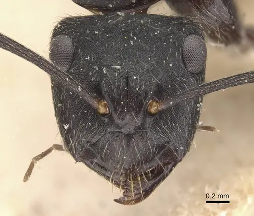 Camponotus evae specimen CASENT0910377 image casent0910377_2