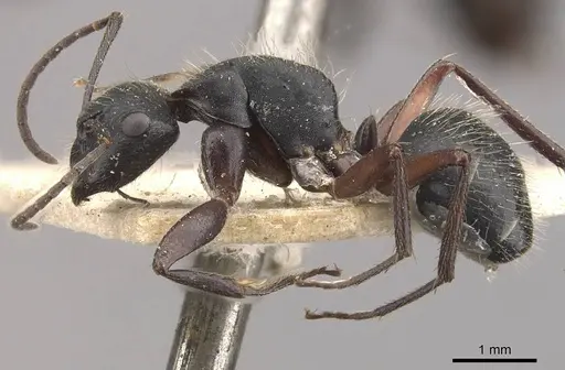 Camponotus evae specimen CASENT0910377 image casent0910377_3