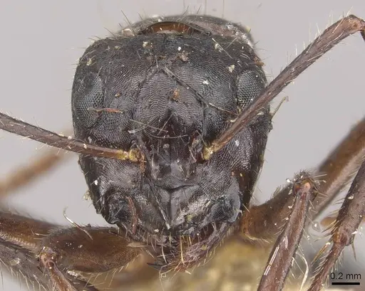 Camponotus evae specimen CASENT0910378 image casent0910378_2