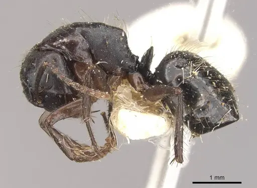 Camponotus evae specimen CASENT0910378 image casent0910378_3
