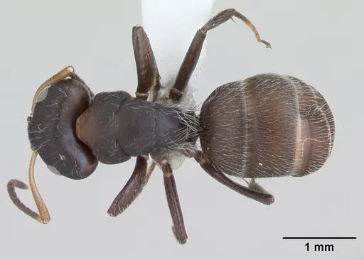 Camponotus excisus specimen CASENT0173414 image casent0173414_1