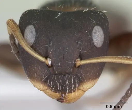 Camponotus excisus specimen CASENT0173414 image casent0173414_2