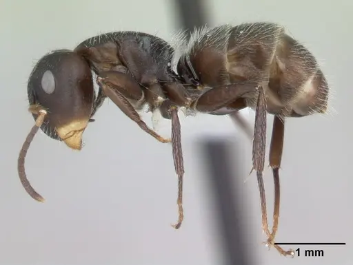 Camponotus excisus specimen CASENT0173414 image casent0173414_3