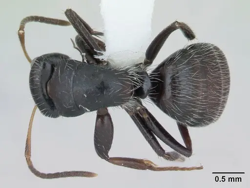 Camponotus excisus specimen CASENT0173415 image casent0173415_1