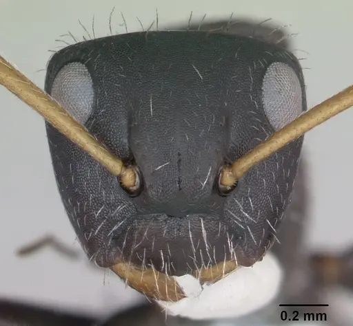 Camponotus excisus specimen CASENT0173415 image casent0173415_2