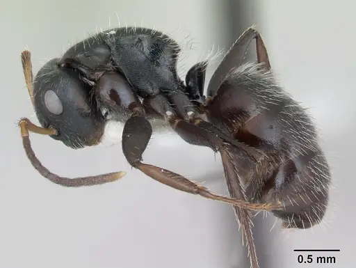 Camponotus excisus specimen CASENT0173415 image casent0173415_3