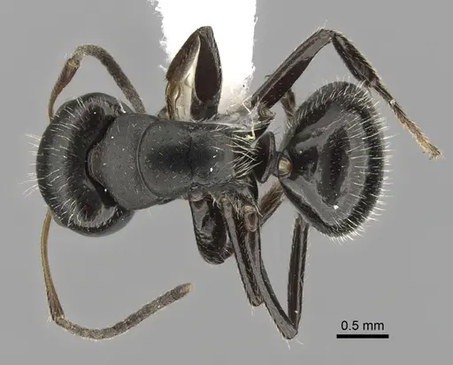 Camponotus excisus specimen CASENT0280104 image casent0280104_1
